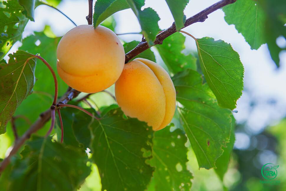 کنسانتره زردآلو
