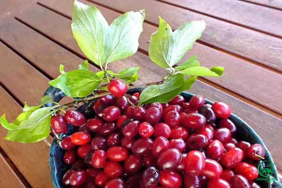 کنسانتره زغال اخته