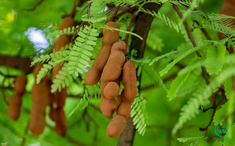 پوره تمر هندی