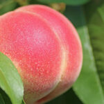 خاصیت مفید و درمانی هلو